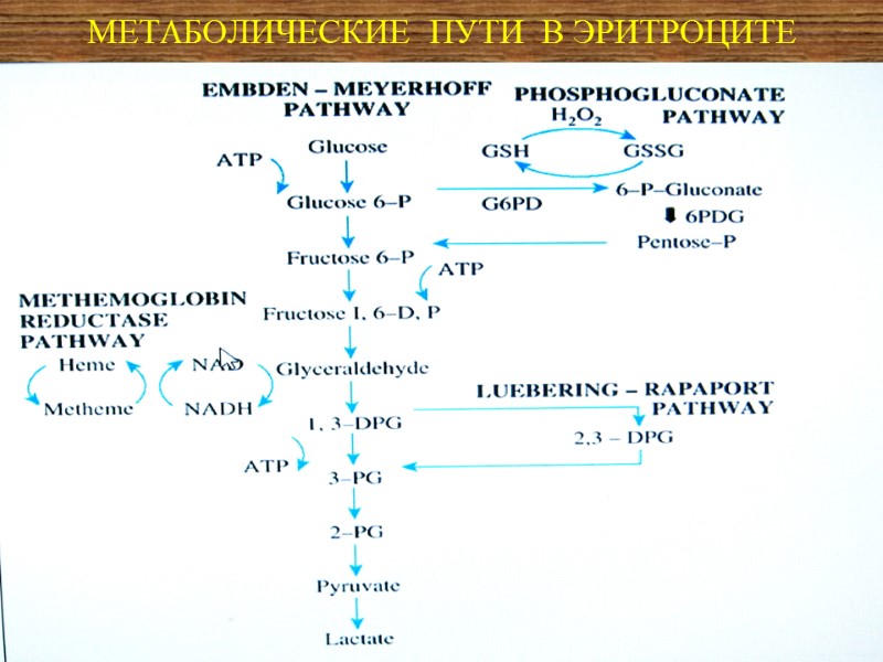 МЕТАБОЛИЧЕСКИЕ  ПУТИ  В ЭРИТРОЦИТЕ